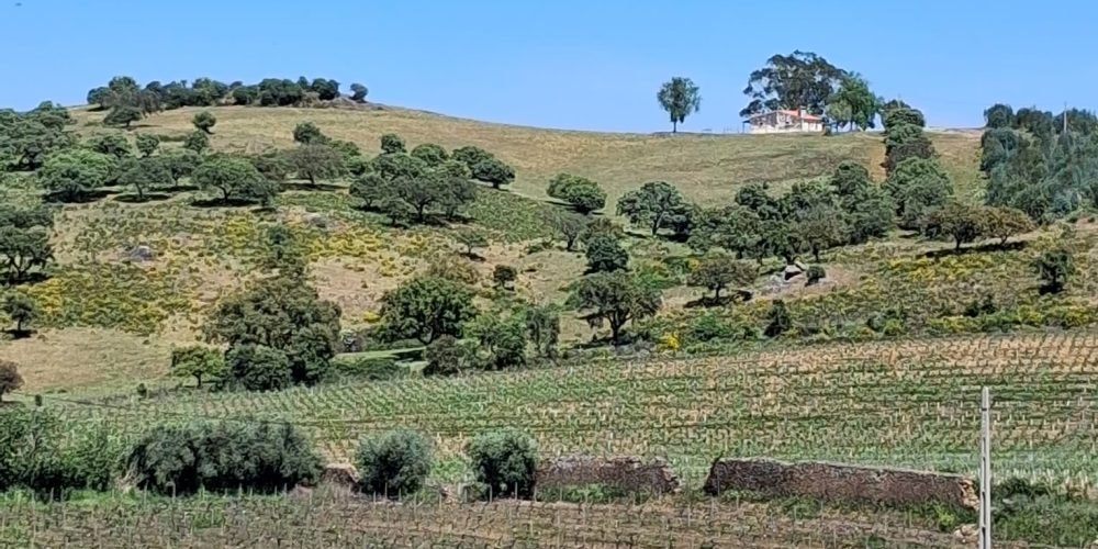 WhatsApp Image 2026-04-20 at 18.41.59