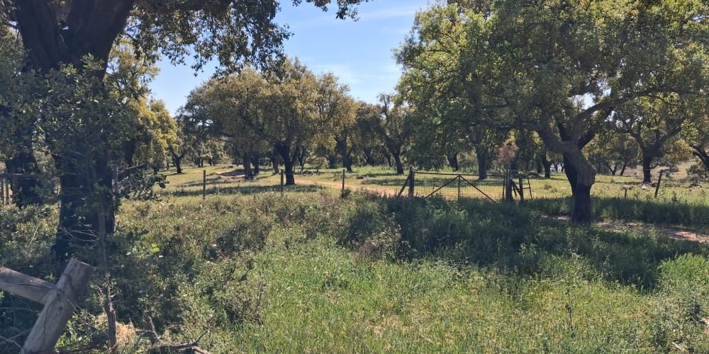 WhatsApp Image 2026-04-20 at 18.42.02 (6)