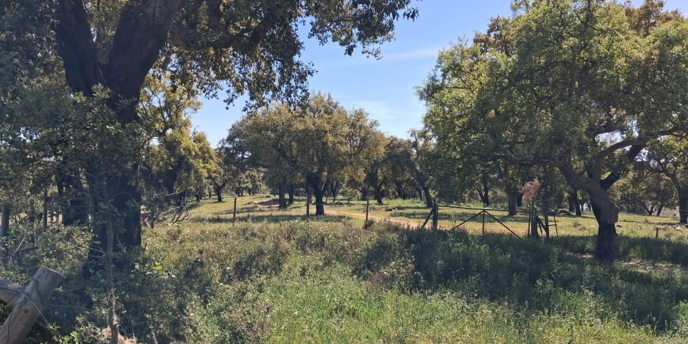 WhatsApp Image 2026-04-20 at 18.42.02 (7)