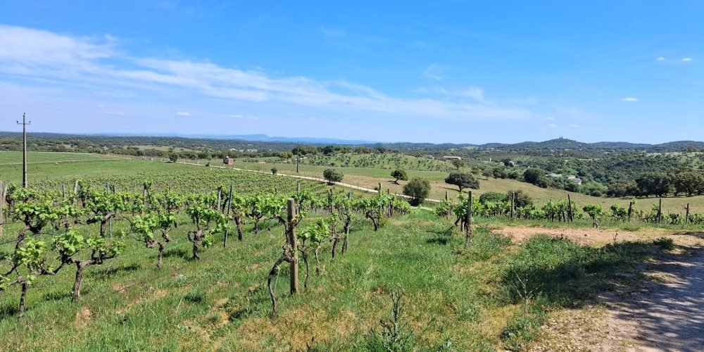 WhatsApp Image 2026-04-20 at 18.42.03